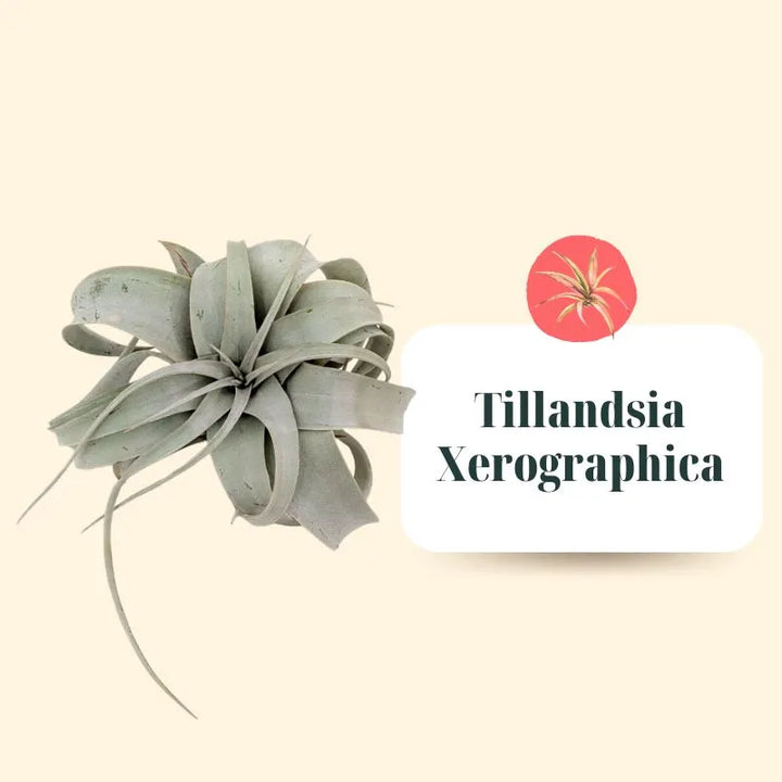 Set Tillandsie Premium – XL