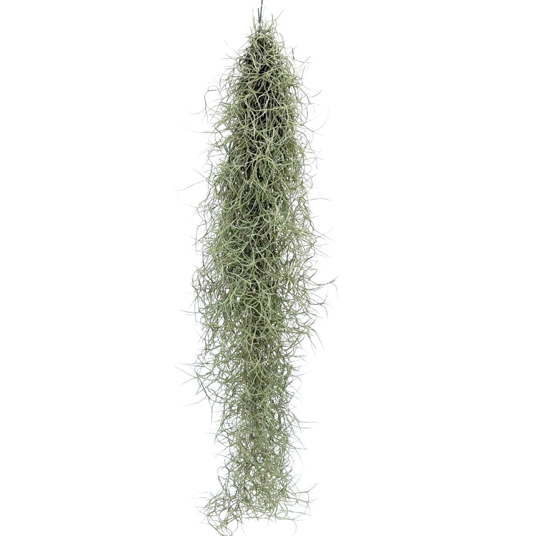 Tillandsia Usneoides L.80 cm