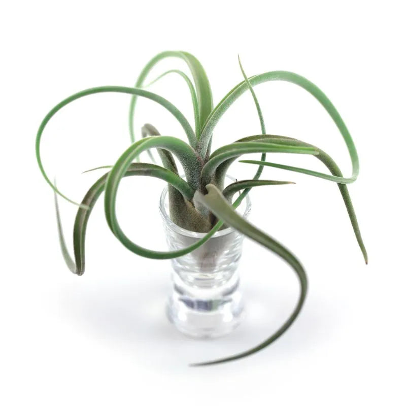 immazine che mostra la Tillandsia su un tavolo 