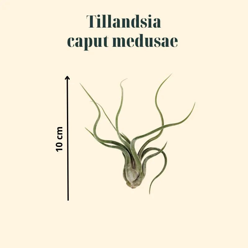 immagine che mostra la dimension della Tillandsia 