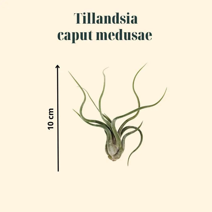 immagine che mostra la dimension della Tillandsia 