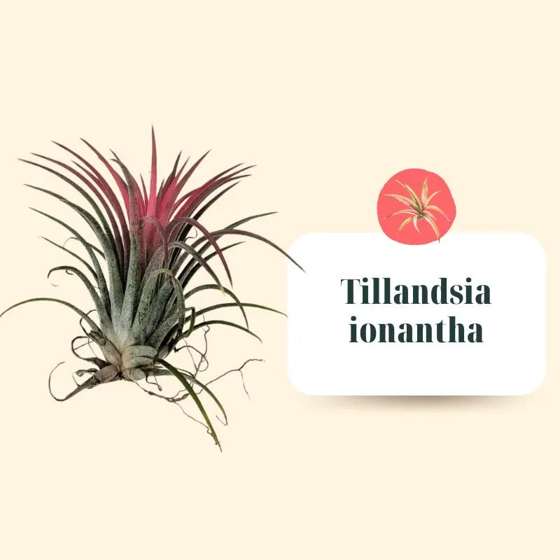 Set Tillandsie Premium – M