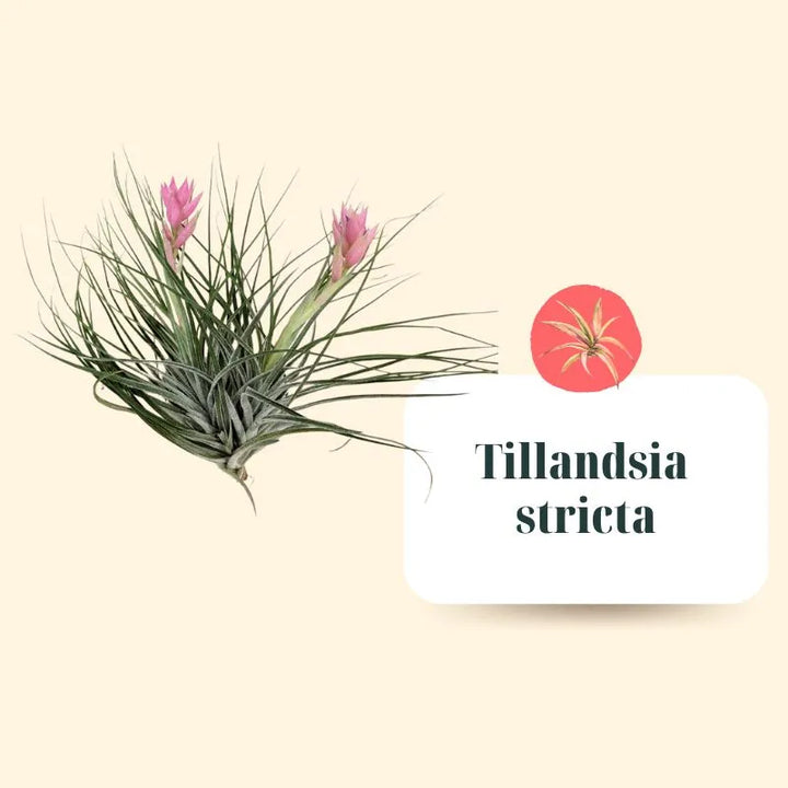Set Tillandsie Premium – XL