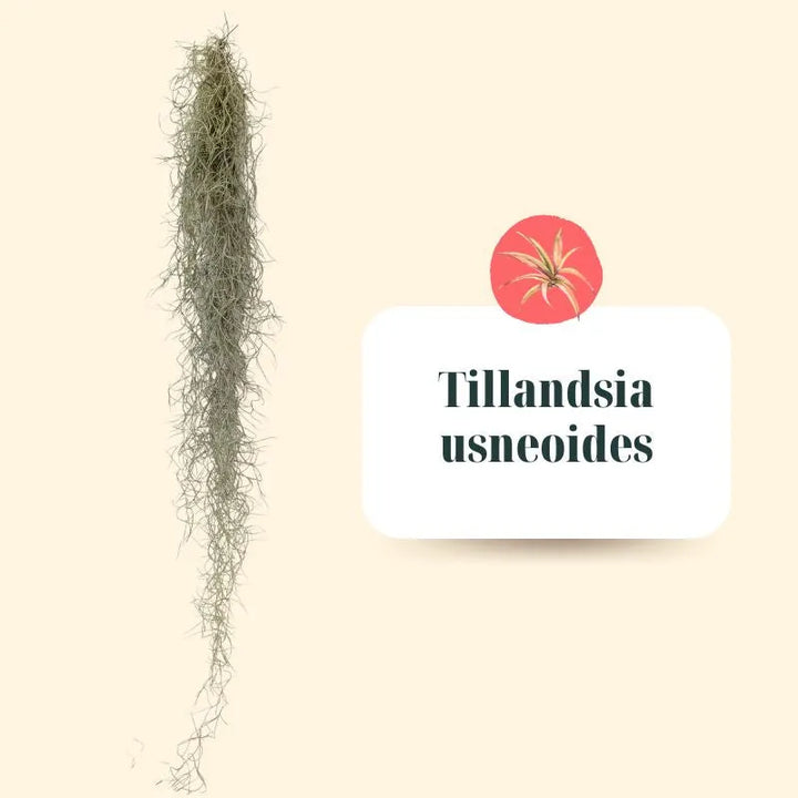 Set Tillandsie Premium – XL