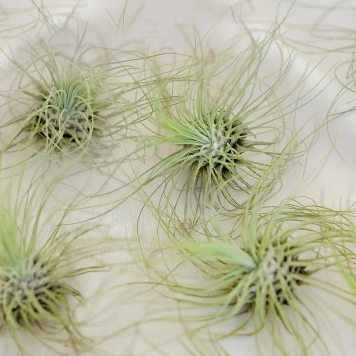 Tillandsia Argentea - composizione di piante aeree su un tavolo