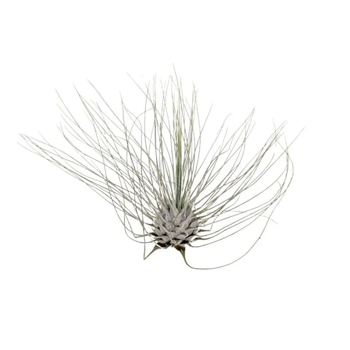 Tillandsia Argentea - pianta aerea con foglie sottili e argentate