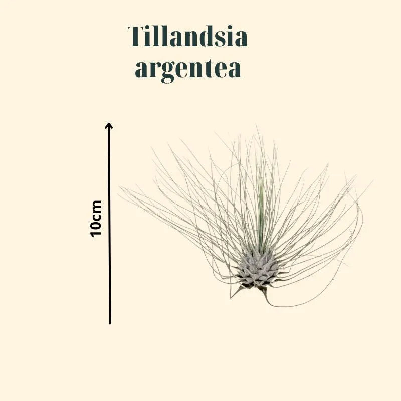 Tillandsia Argentea - dettaglio delle dimensioni su sfondo neutro