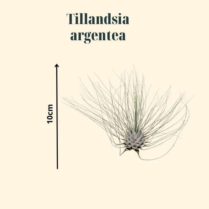Tillandsia Argentea - dettaglio delle dimensioni su sfondo neutro