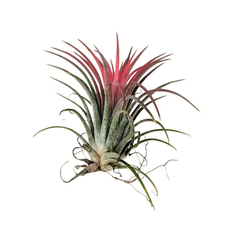 Tillandsia Ionantha – Decorative Air Plant Without Pot — i