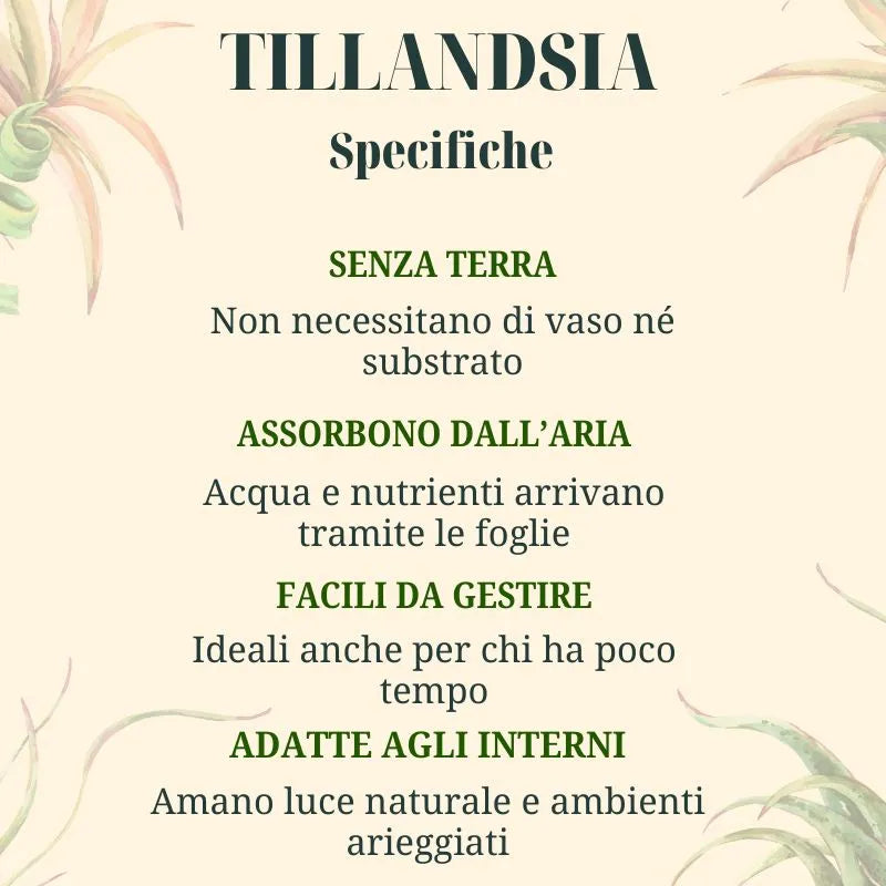 infografica che mostra le specifiche della Tillandsia