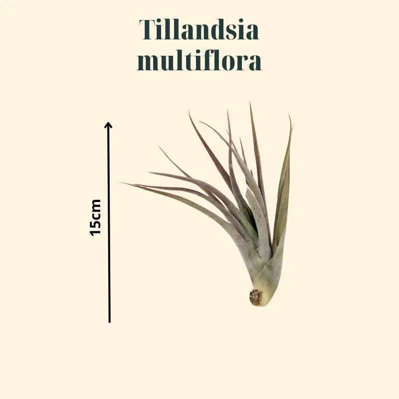 Tillandsia Multiflora - dimensioni variabili della pianta aerea