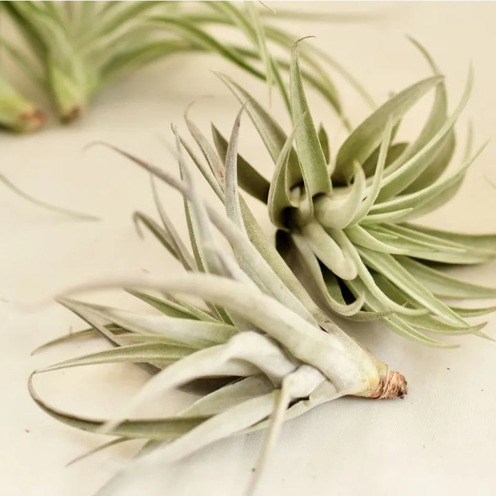 Tillandsia Multiflora - pianta aerea su un tavolo, decorazione moderna