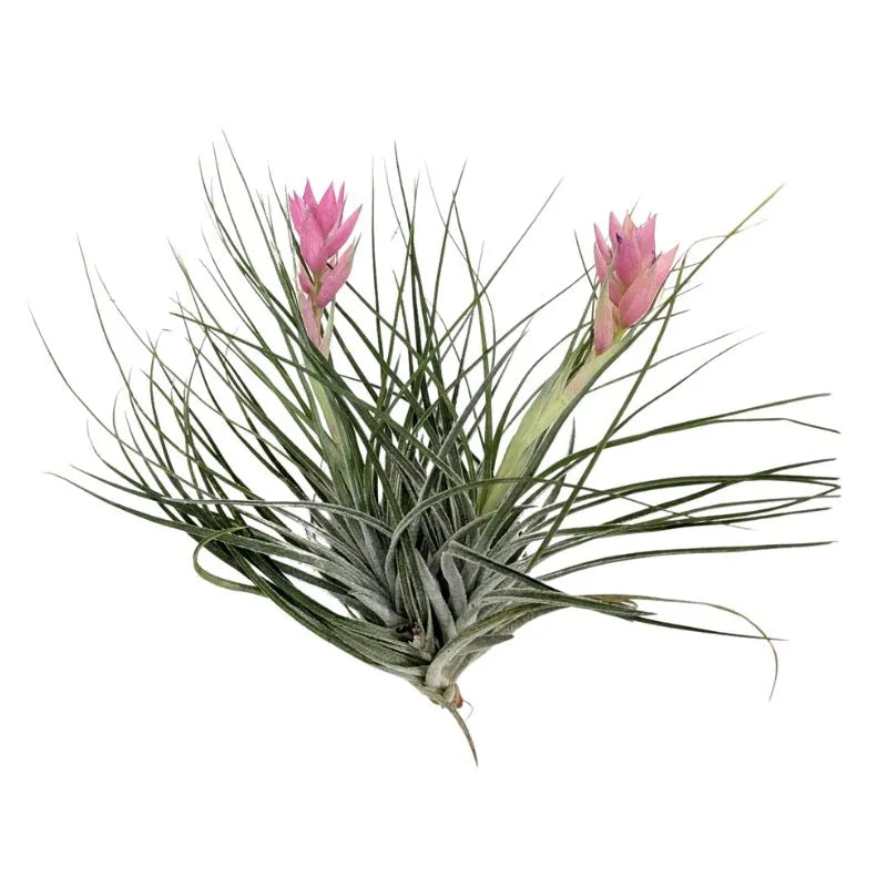 immagine mostra un primo piano della Tillandsie stricta