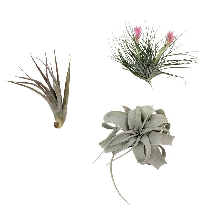 i Giardini di Giulia 