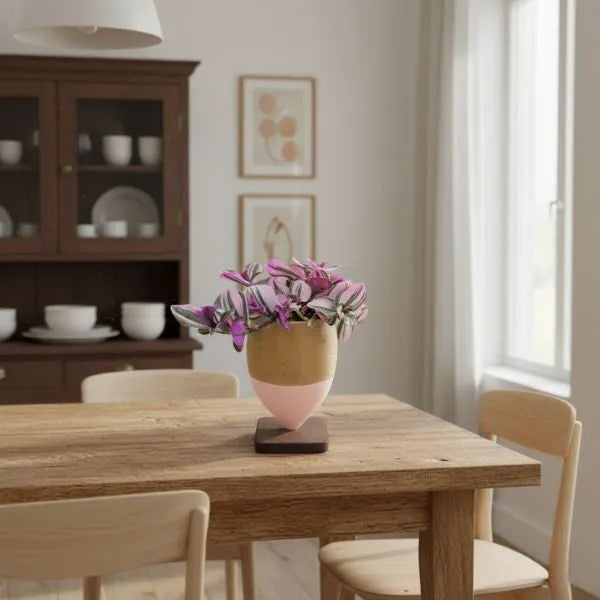 Tradescantia Nanouk - pianta decorativa su tavolo in legno, con olla di argilla e basetta