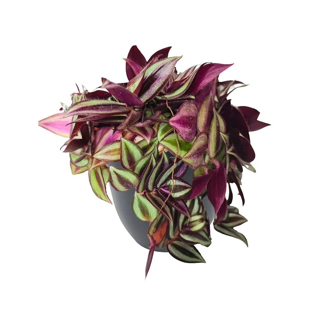 Tradescantia Zebrina in vaso antracite - fogliame variegato e portamento a cascata