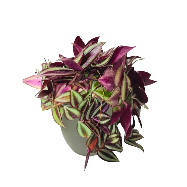 Tradescantia Zebrina in vaso verde rosmarino - pianta da interno decorativa