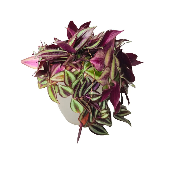 Tradescantia Zebrina in vaso - pianta pendente con foglie striate verdi e viola