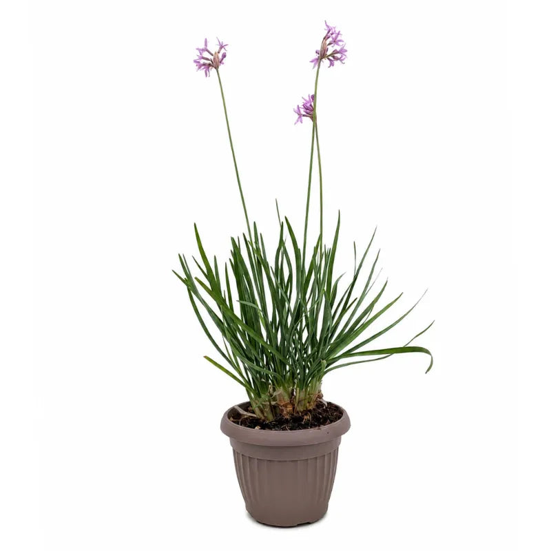 tulbaghia violacea con fiori lilla in vaso marrone su sfondo neutro