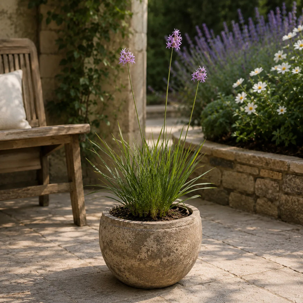 tulbaghia violacea in vaso decorativo da esterno con fiori viola