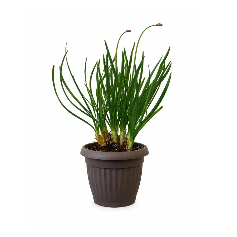 Tulbaghia violacea in vaso da vivaio isolata su sfondo bianco, caratterizzata da foglie lineari e boccioli lilla, ideale per schede prodotto ecommerce e vivai online.