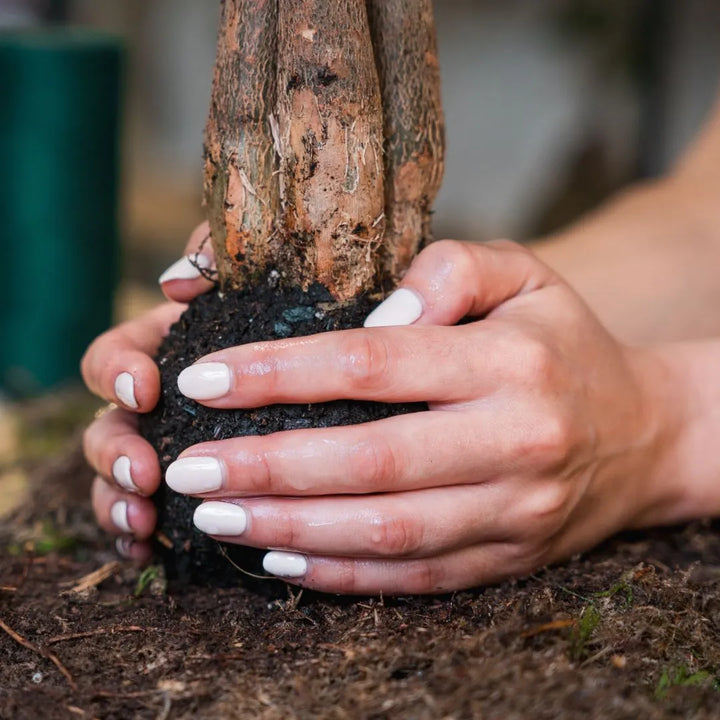 Modellazione manuale del substrato KETO per bonsai e kokedama

