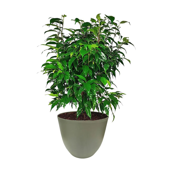 Ficus Benjamin in vaso - vista dall'alto della pianta con coprivaso grigio