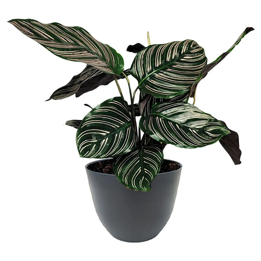 Calathea Ornata foglie - dettaglio delle foglie con venature rosa vibranti