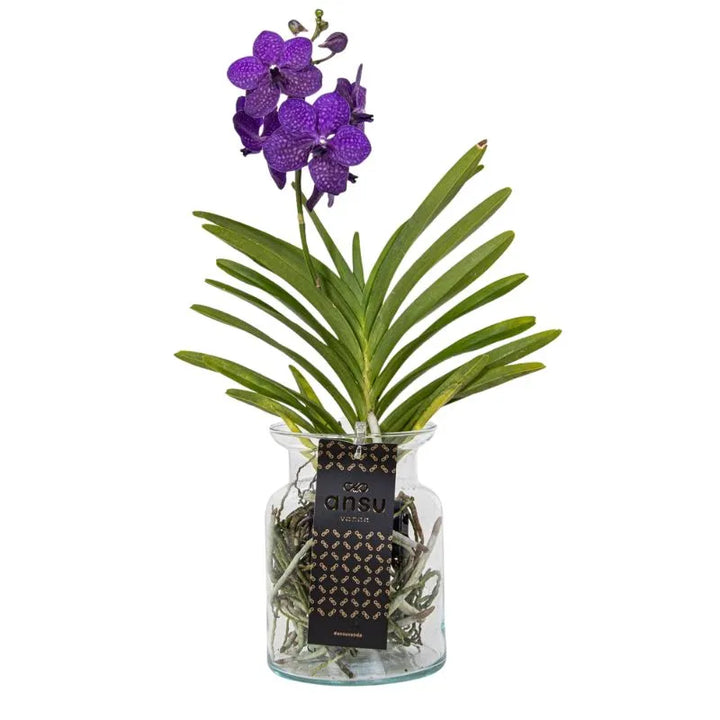 Vanda hybride Bose Blue