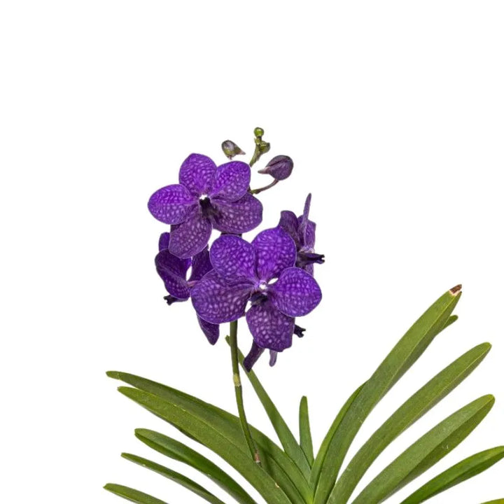 Vanda hybride Bose Blue
