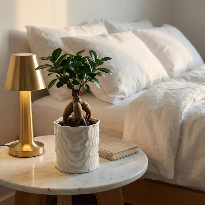 Vaso Andromeda in argilla con ficus bonsai su comodino in marmo accanto a lampada dorata e libro