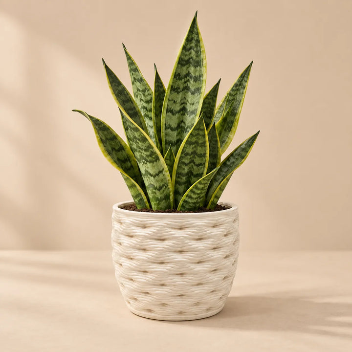 Vaso bianco effetto intrecciato con Sansevieria, soluzione decorativa per piante da interno