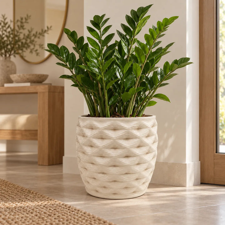 Vaso bianco decorativo effetto intrecciato con Zamioculcas, ideale per arredare interni moderni e luminosi