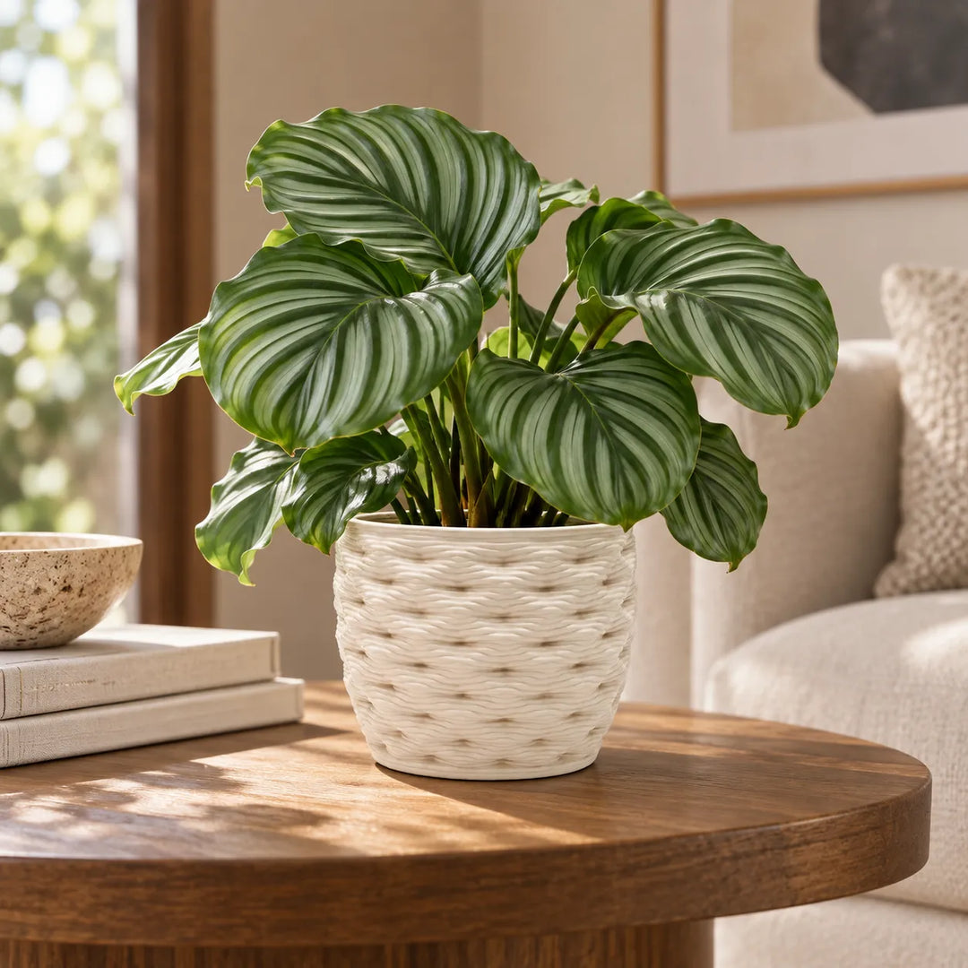Vaso bianco decorativo effetto intrecciato con Calathea, ambientato su tavolino in un soggiorno moderno