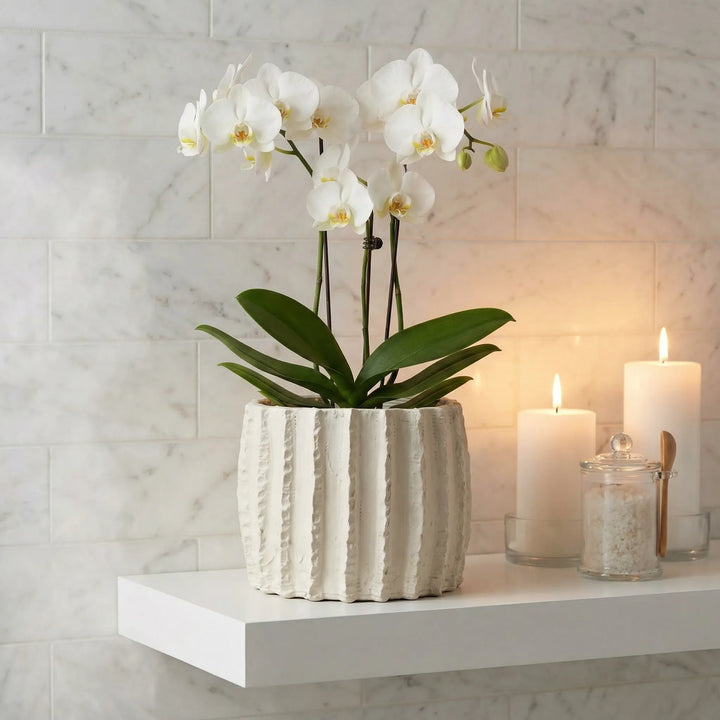 Vaso Dafne M con orchidea bianca su mensola bagno con candele decorative