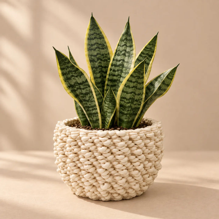 Vaso Fira basso in ceramica Made in Italy con Sansevieria, ideale per piante da interno e arredamento moderno