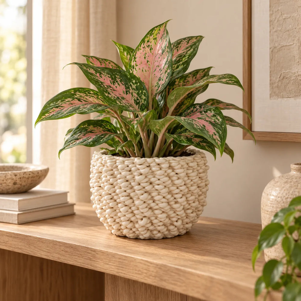Vaso Fira basso in ceramica Made in Italy con Aglaonema rosa, ambientato in un interno moderno e luminoso