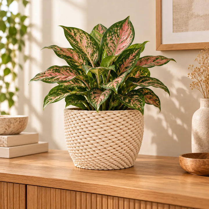 Vaso Kira in ceramica Made in Italy con Aglaonema dalle foglie verdi e rosa, ambientato su mobile in legno in un interno moderno