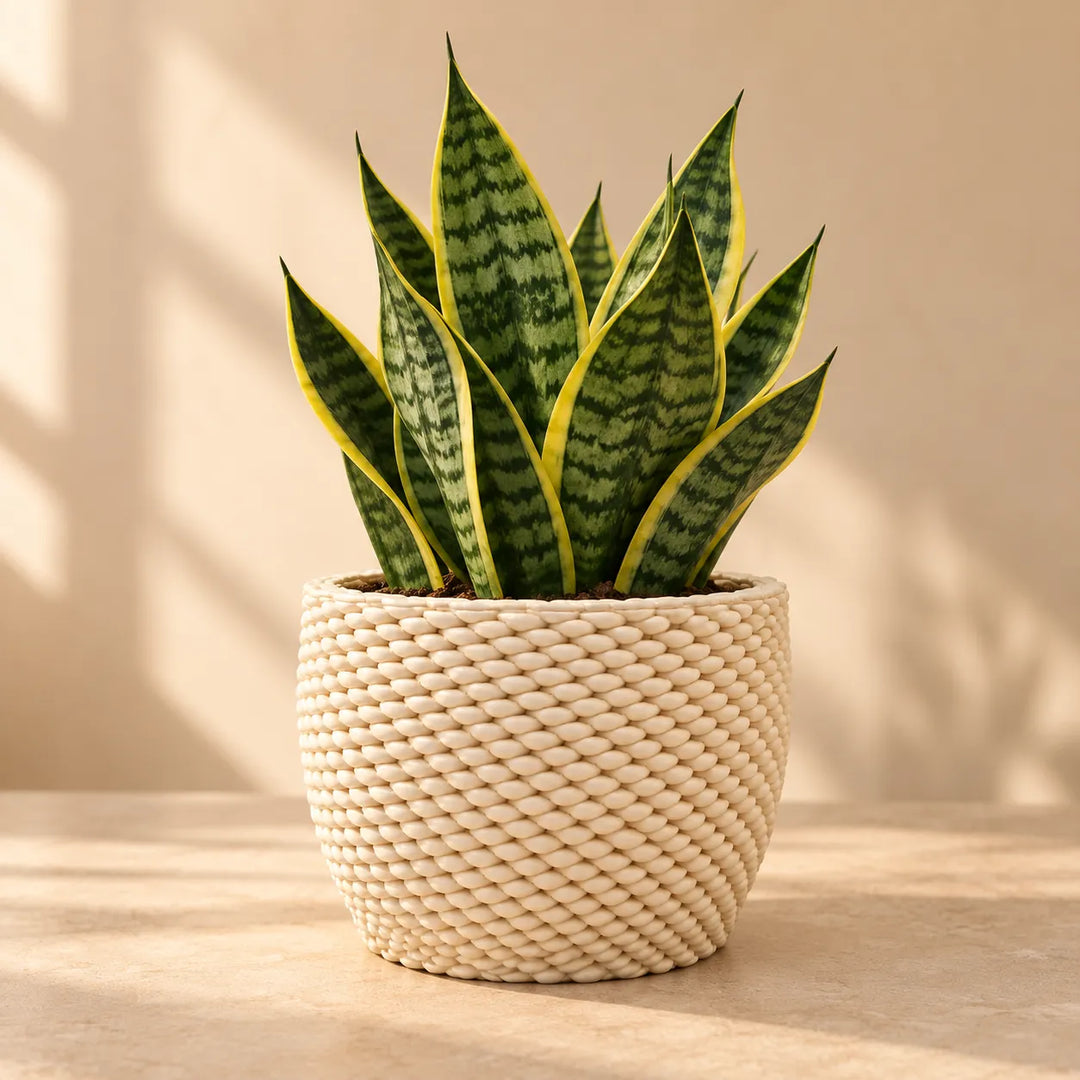 Vaso Kira in ceramica Made in Italy con Sansevieria, soluzione decorativa per arredare casa con piante per interni