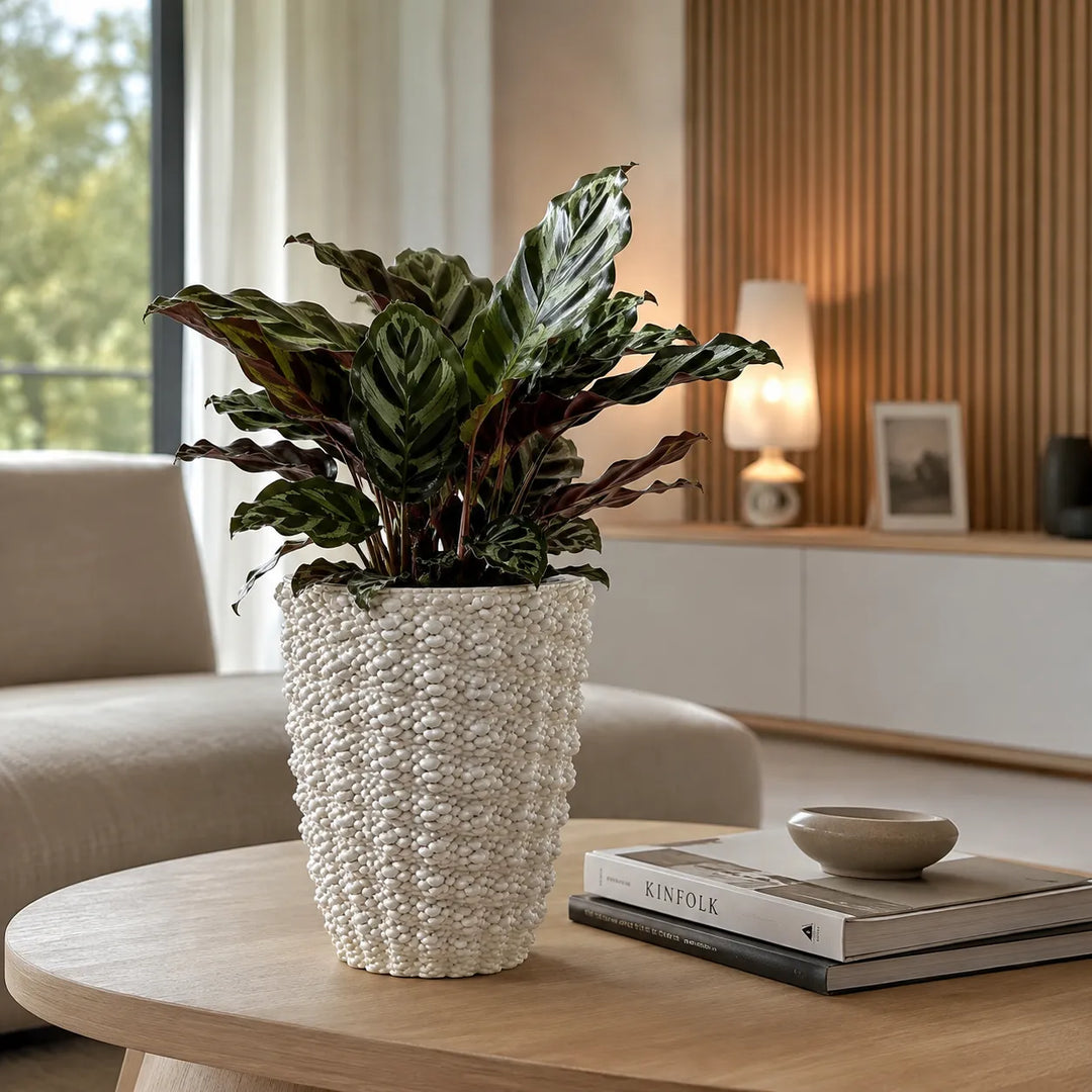Vaso di argilla artigianale Santorini con finitura lucida bianca e superficie materica, ambientato in soggiorno con Calathea.