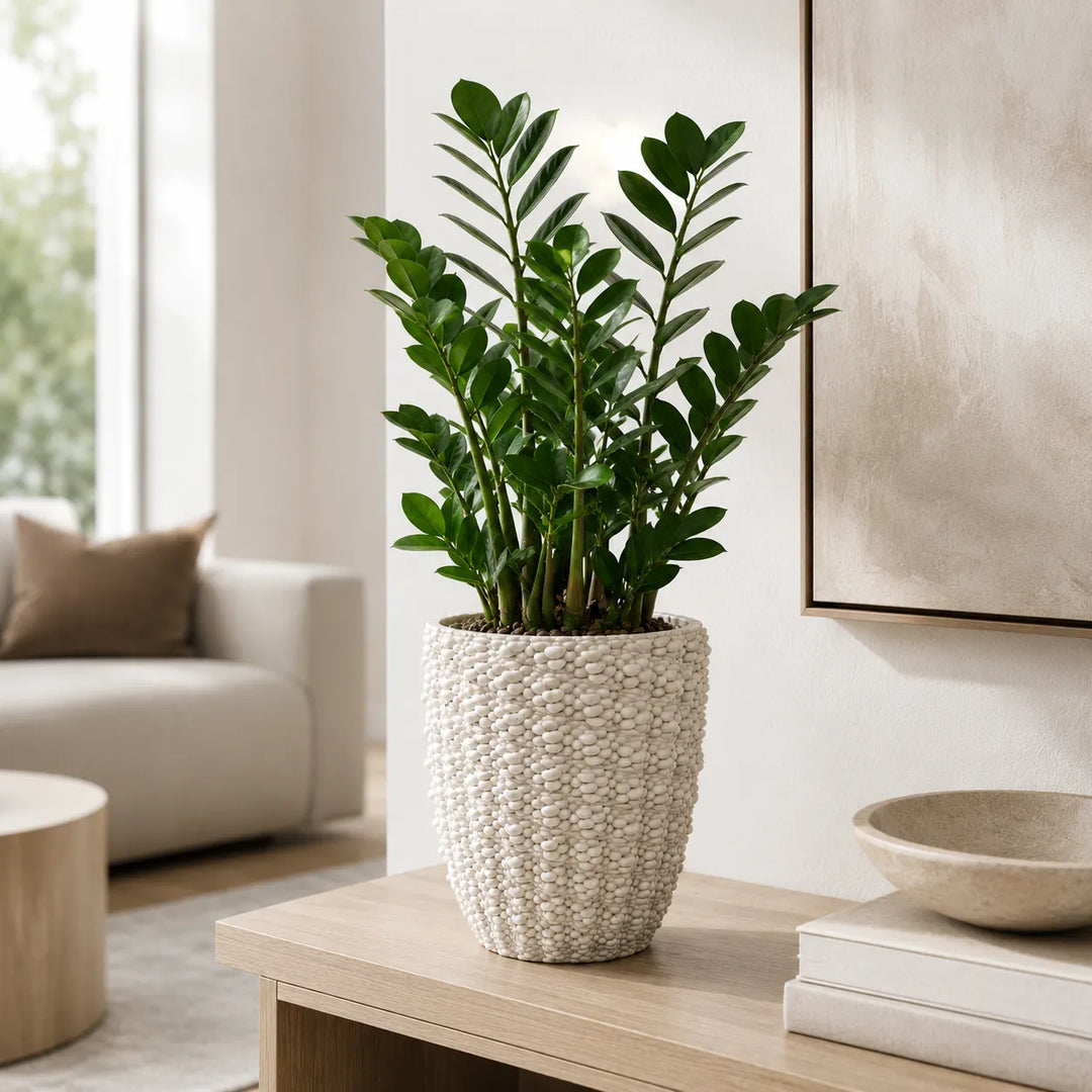 Vaso artigianale Santorini bianco con finitura lucida e superficie materica in rilievo, utilizzato con pianta Zamioculcas in soggiorno.