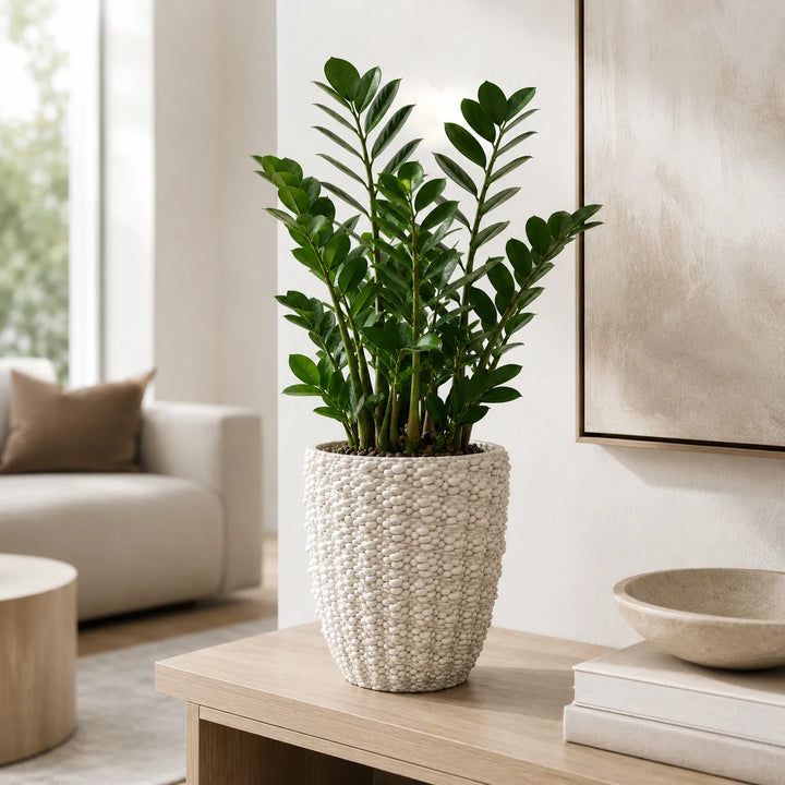 Vaso artigianale Santorini bianco con finitura lucida e superficie materica in rilievo, utilizzato con pianta Zamioculcas in soggiorno.