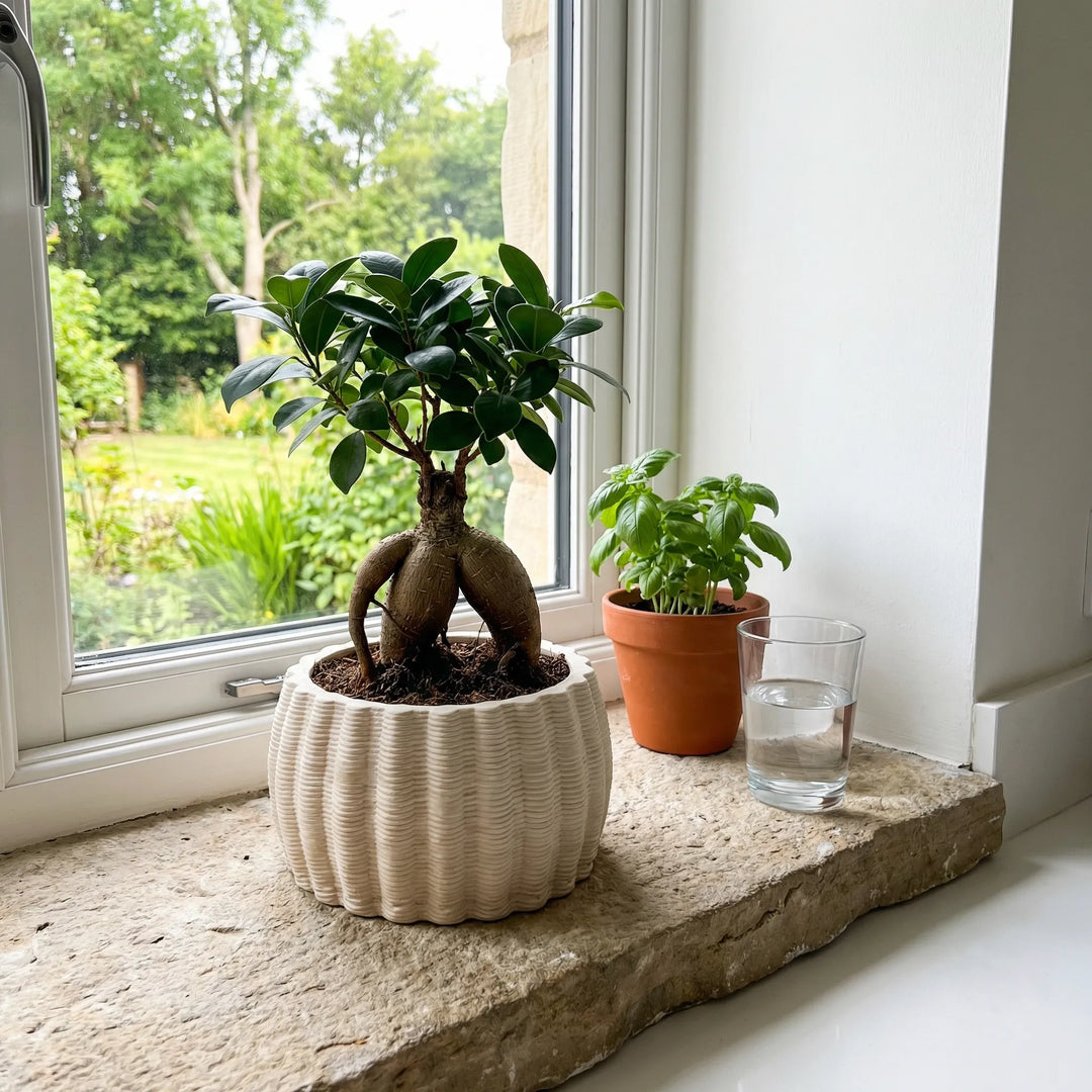 Vaso Dioniso con bonsai ficus su davanzale luminoso con luce naturale
