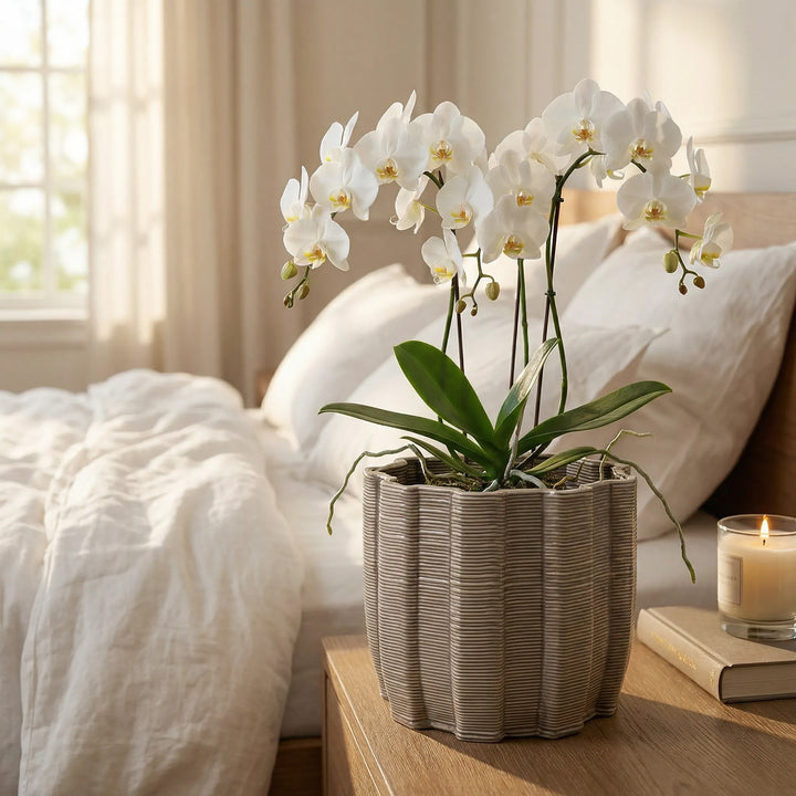 Vaso ovale in ceramica con orchidea bianca su comodino in camera da letto