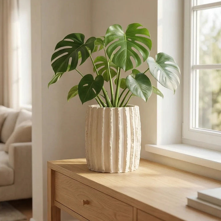 Vaso Dafne XL con pianta monstera su mobile in legno vicino a finestra luminosa