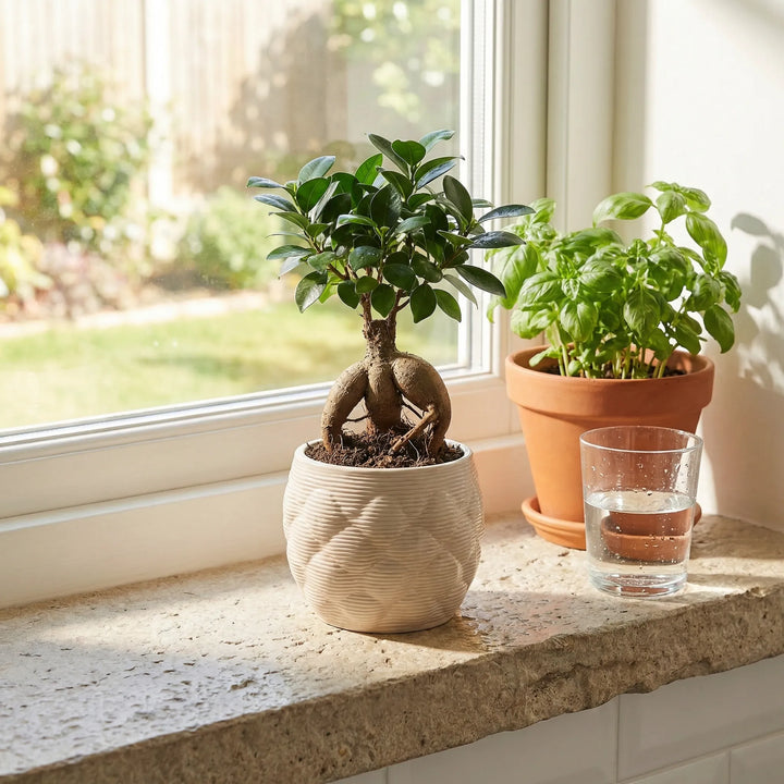 Vaso Alba in ceramica con ficus bonsai su davanzale luminoso con luce naturale