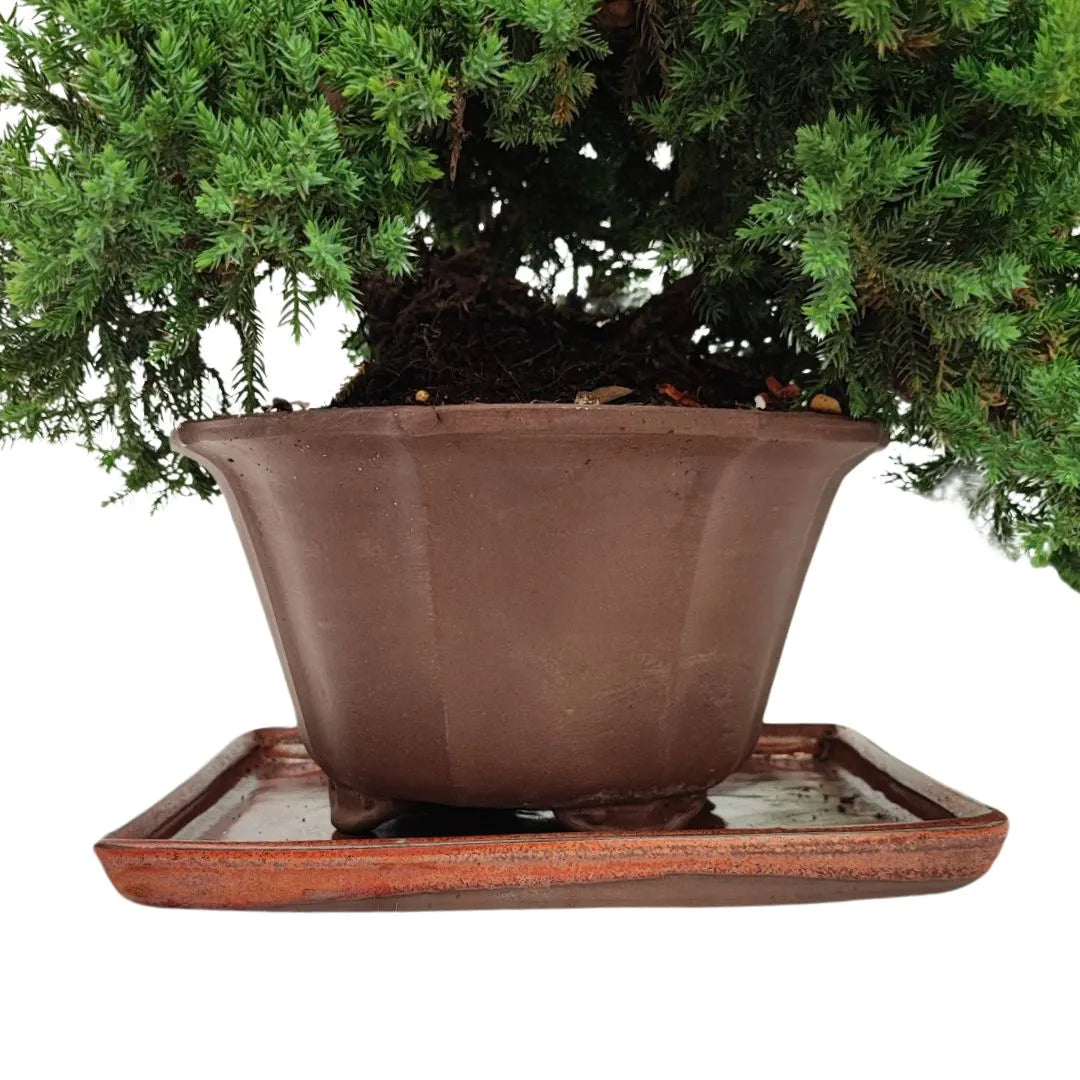 Vaso in terracotta marrone con sottovaso smaltato per bonsai Juniperus Procumbens di 20 anni, radici e substrato visibili