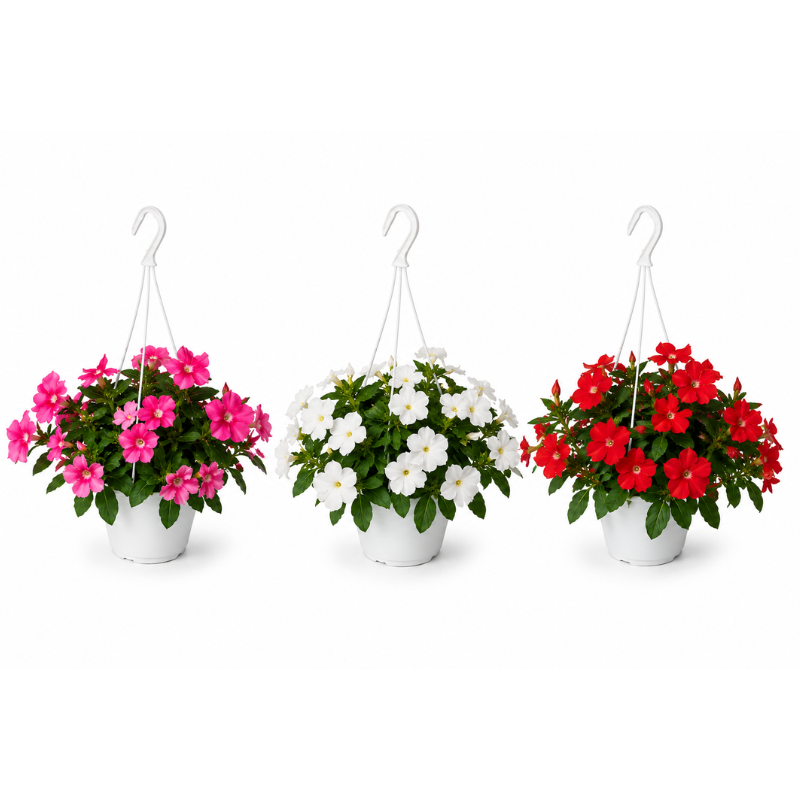 Assortimento di Vinca pendula nei colori rosa, bianco e rosso in basket sospesi, perfetti per decorare balconi e terrazze.