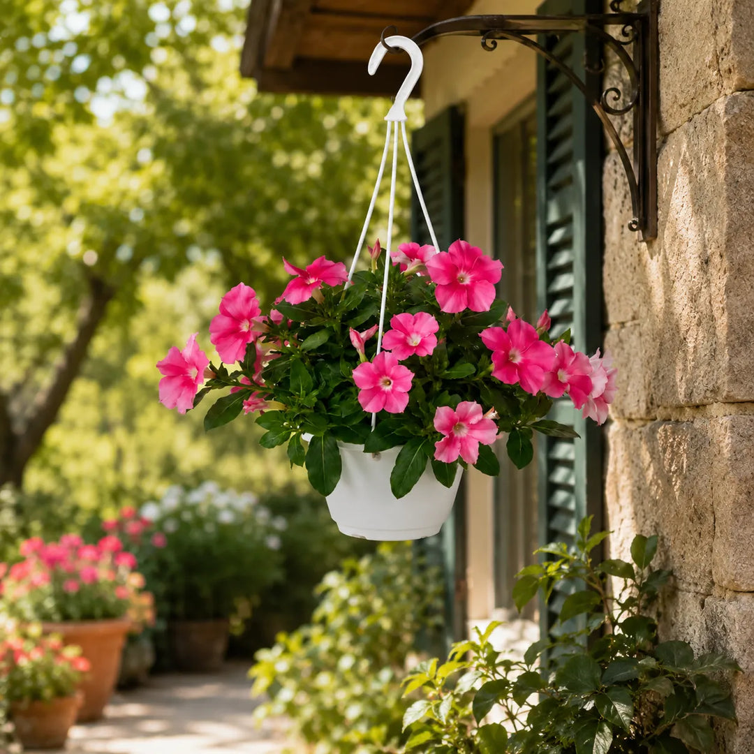 Vinca pendula con abbondante fioritura rosa in basket sospeso appeso a una parete esterna, ideale per balconi, terrazzi e giardini.