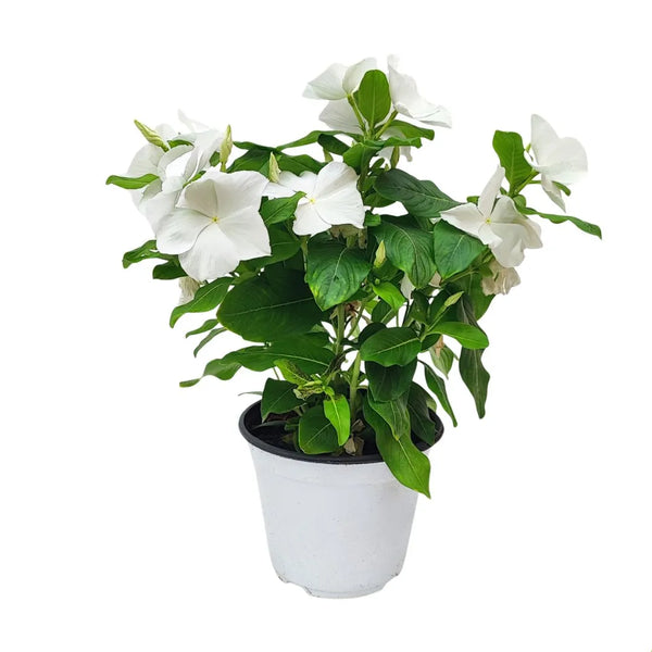 Vinca eretta diametro D.14 H.30cm